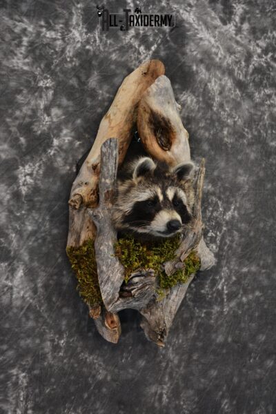 Raccoon taxidermy mount in a den SKU 1416