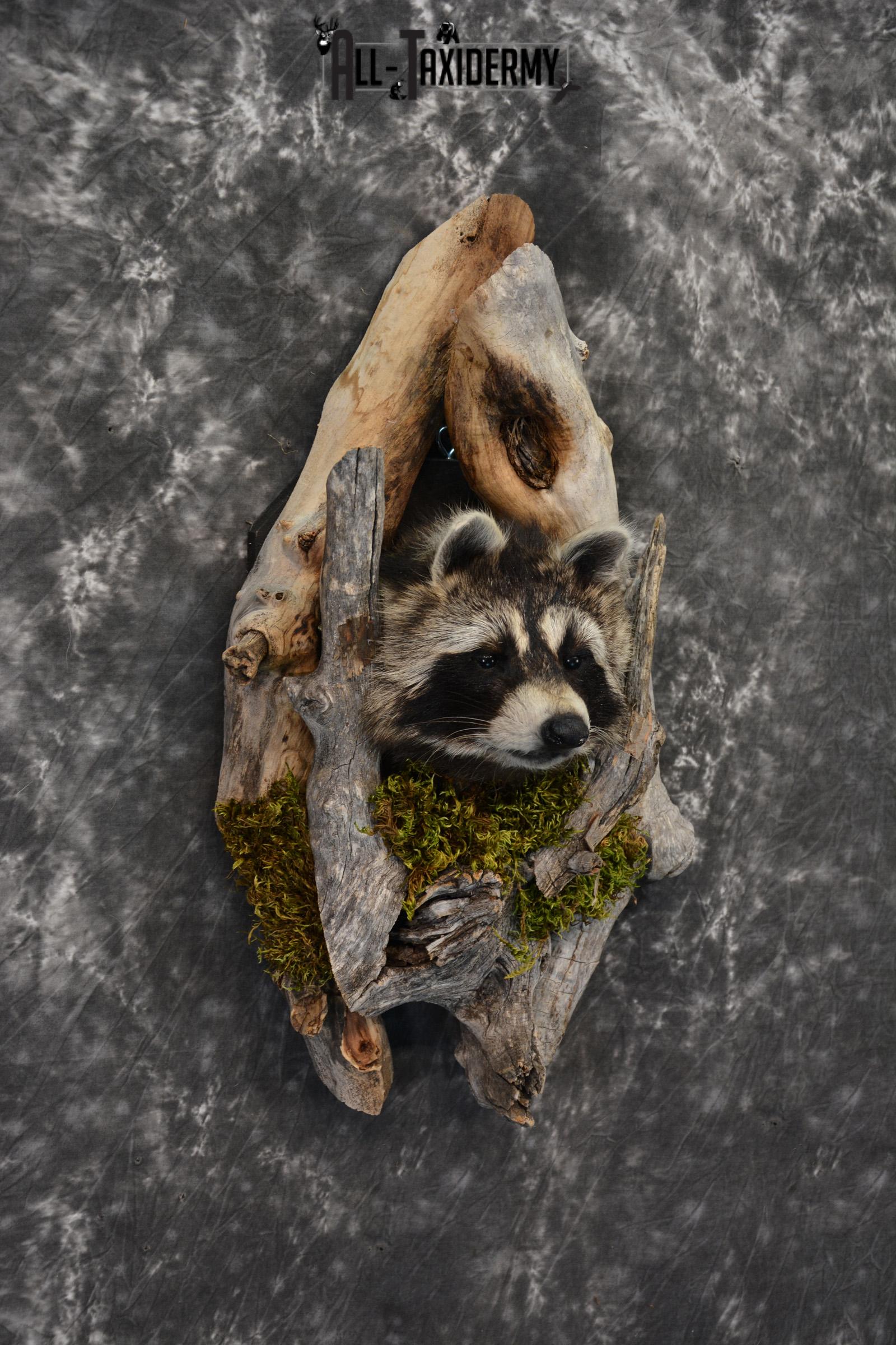 Raccoon taxidermy mount in a den SKU 1416