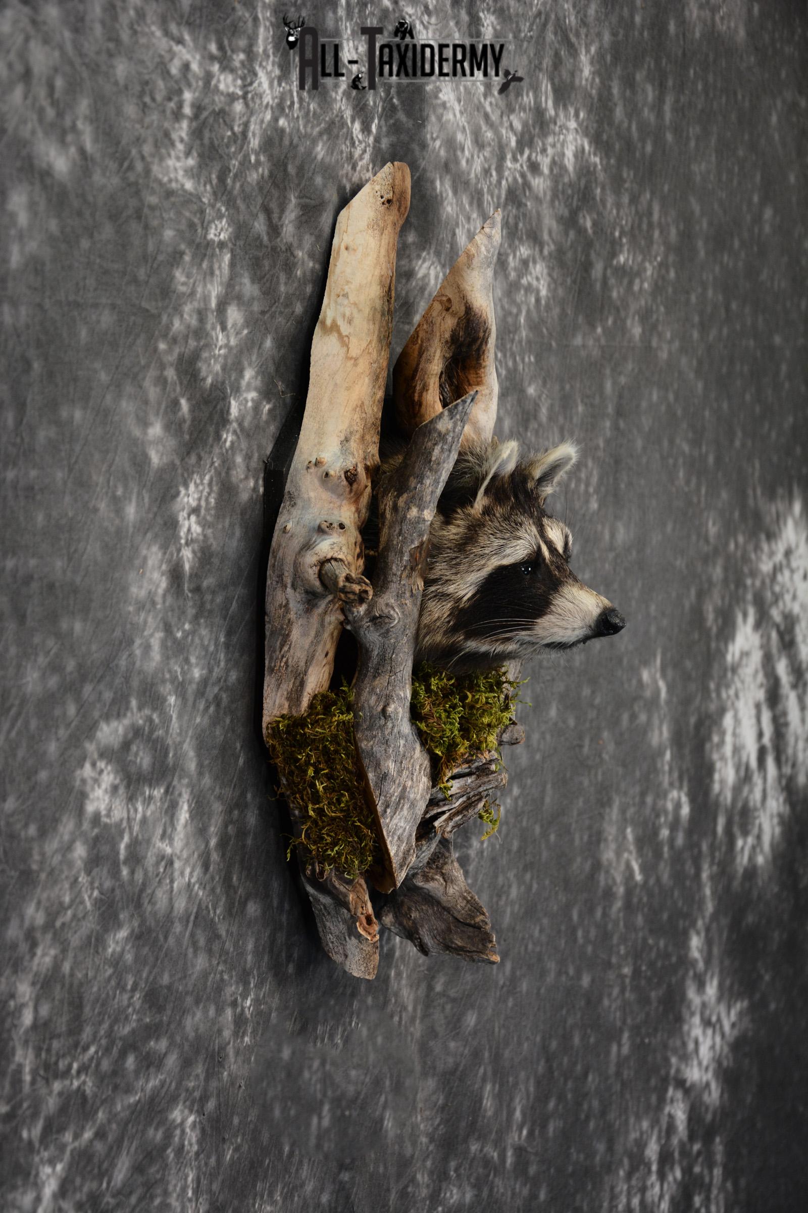 Raccoon taxidermy mount in a den SKU 1416 - Image 2
