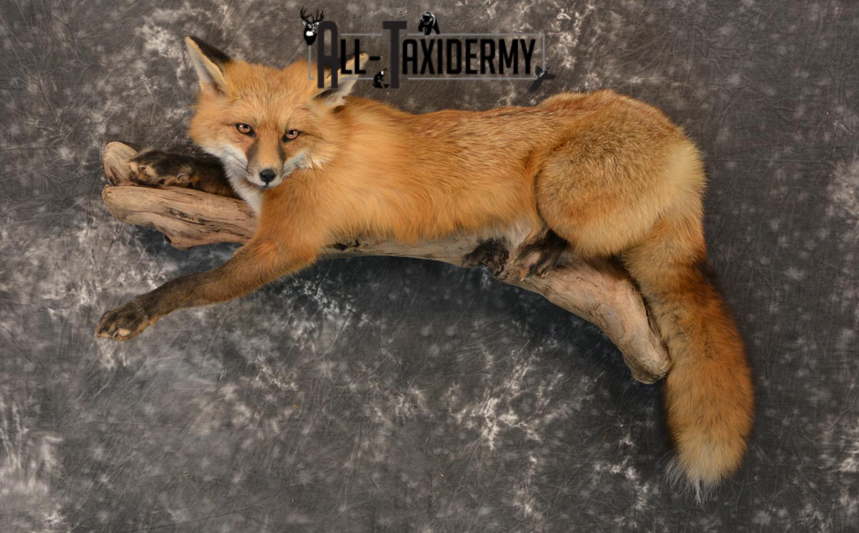 Red Fox life size taxidermy mount for sale SKU 1408 - Image 7