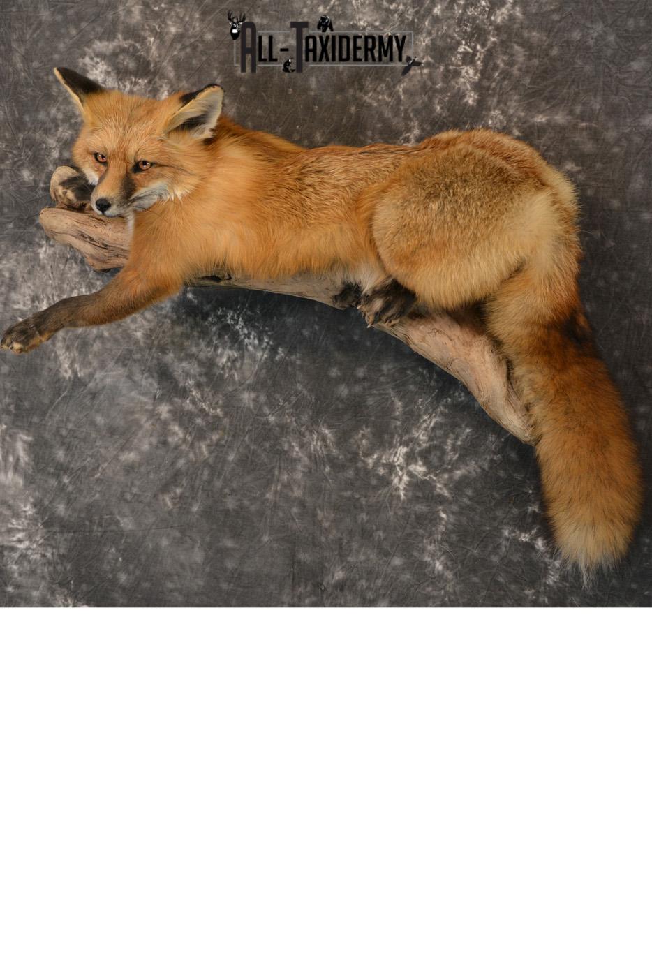 Red Fox life size taxidermy mount for sale SKU 1408
