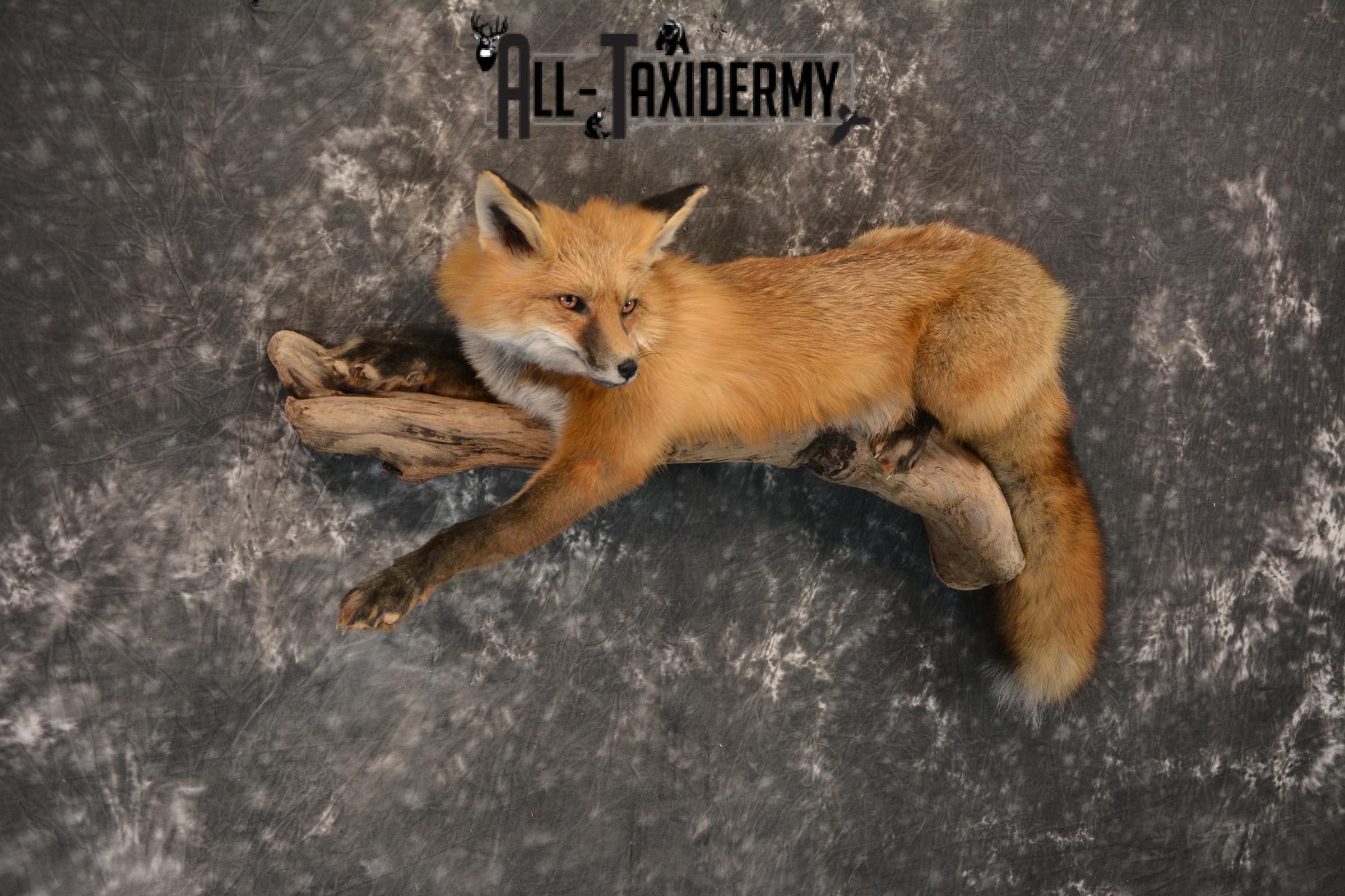 Red Fox life size taxidermy mount for sale SKU 1408 - Image 4