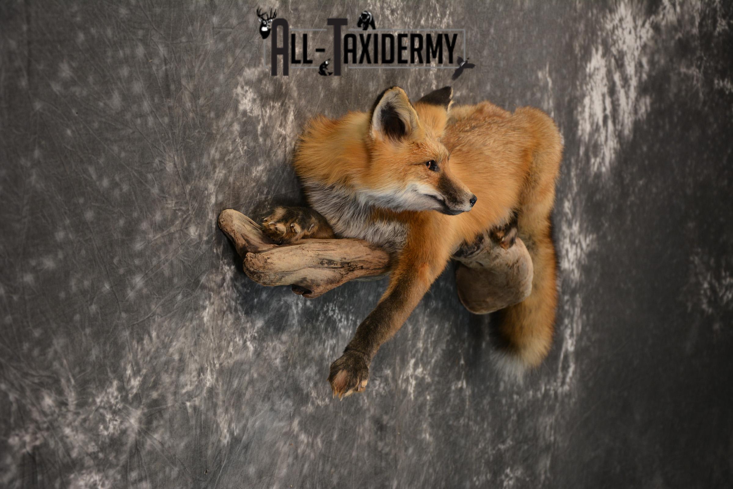 Red Fox life size taxidermy mount for sale SKU 1408 - Image 3