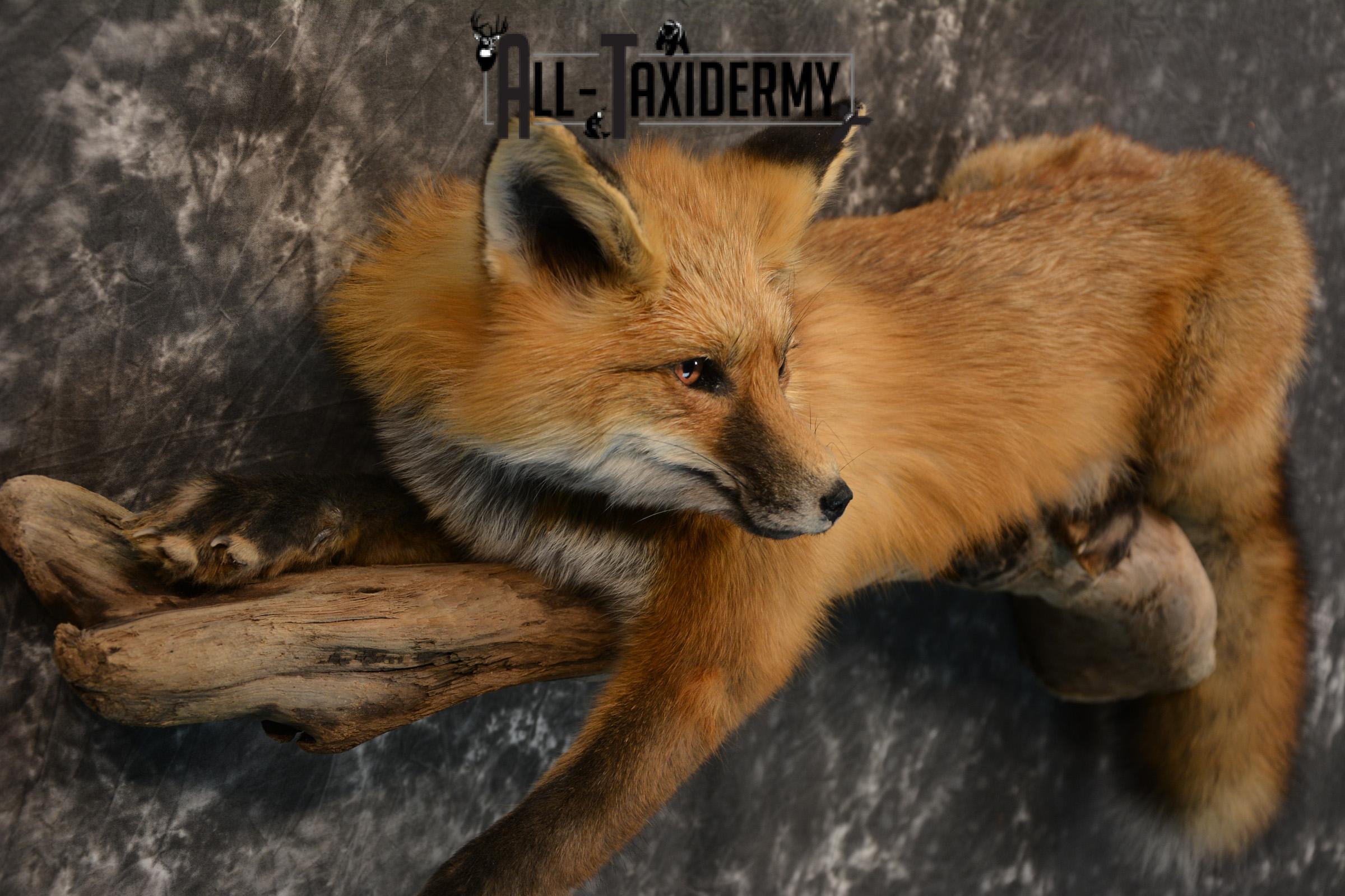 Red Fox Taxidermy