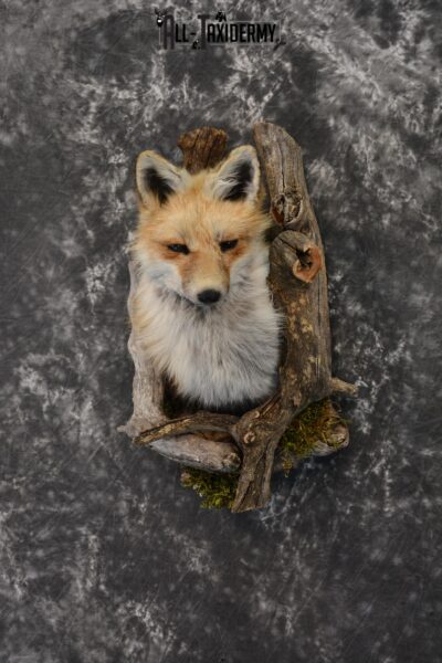 Red Fox taxidermy mount in a den mount SKU 1409