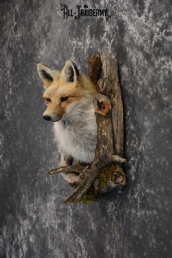Fox Shoulder Mount