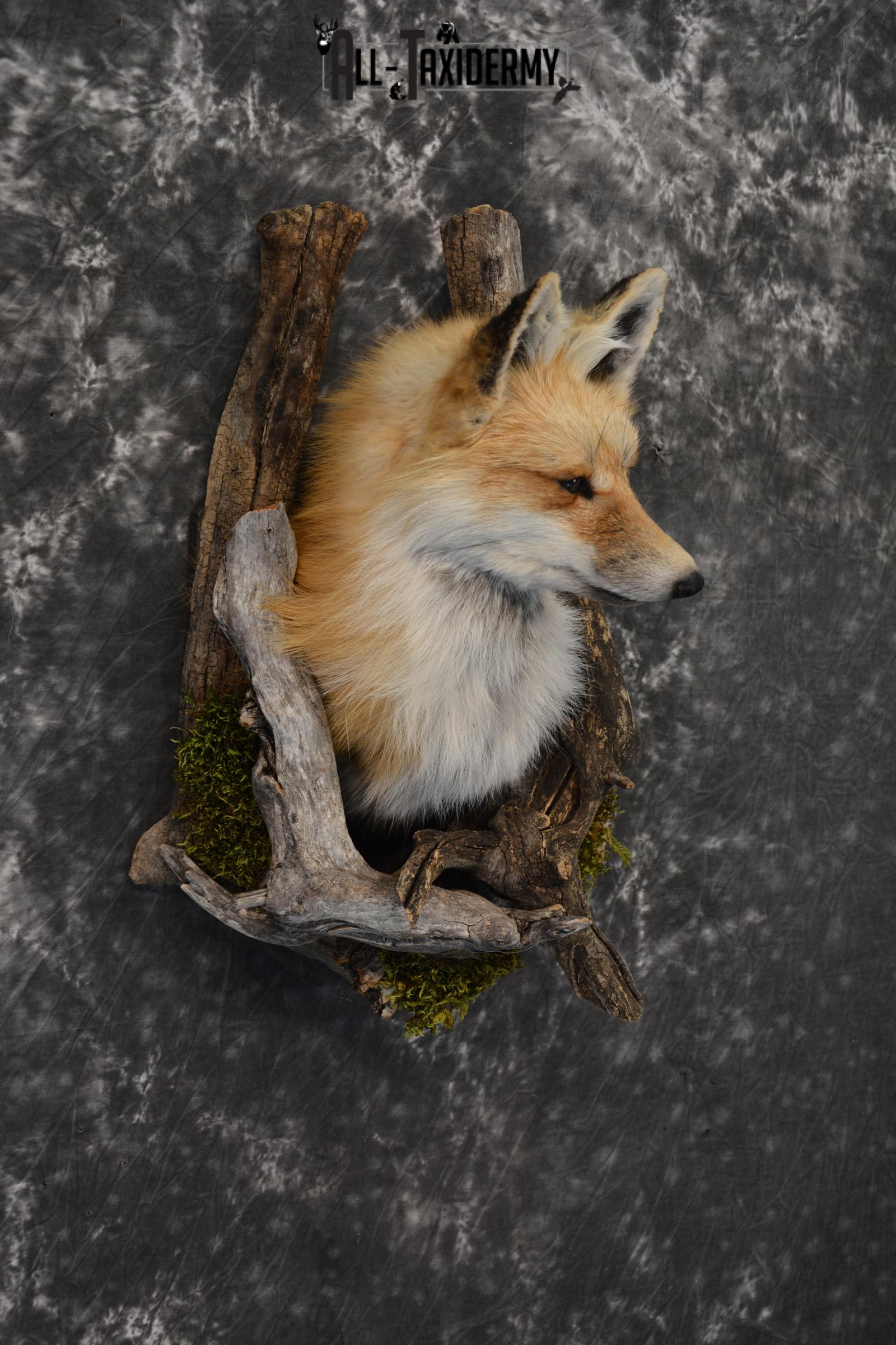 Red Fox taxidermy mount in a den mount SKU 1409 - All Taxidermy