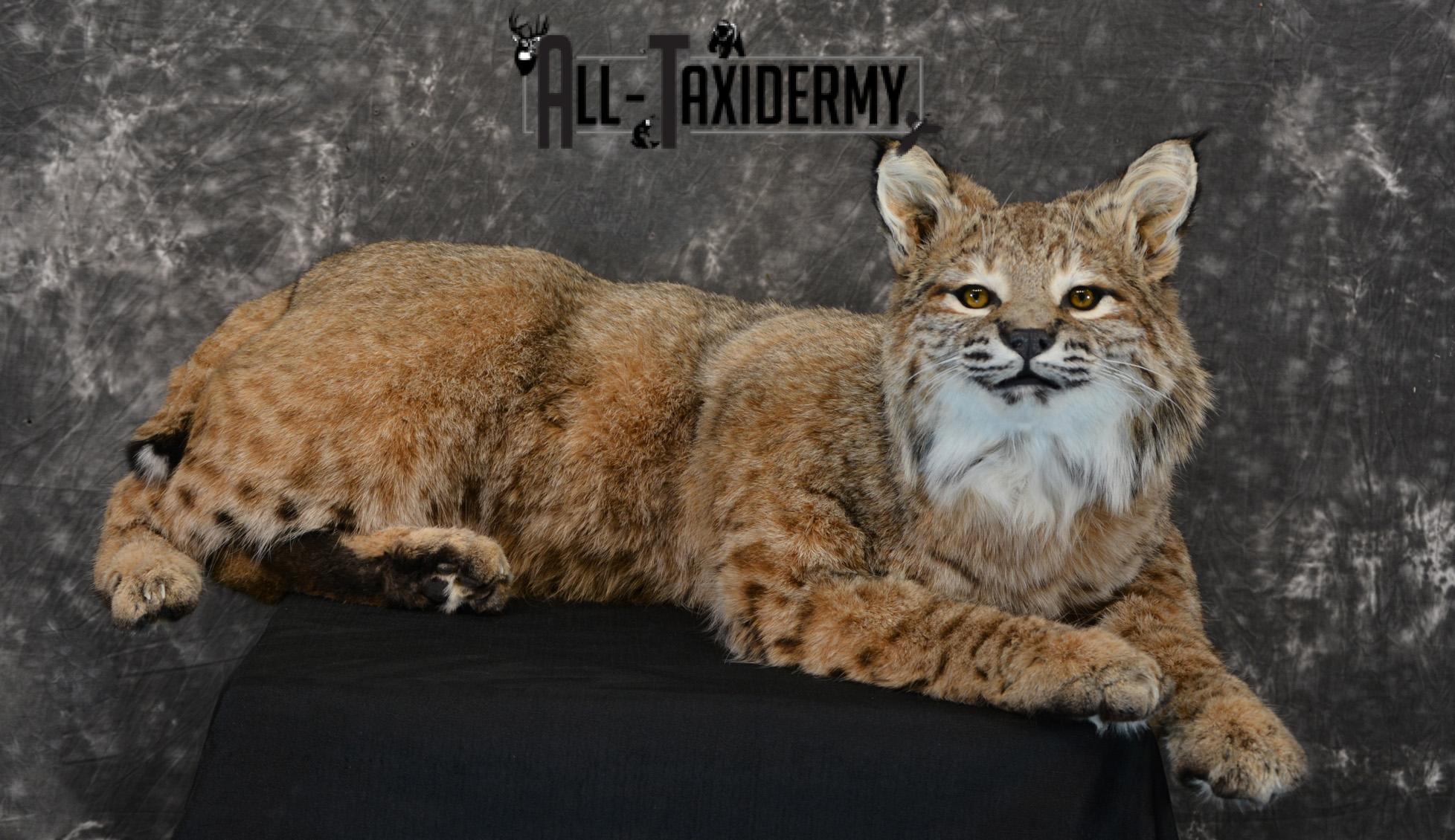 Bobcat Taxidermy Mount life size SKU 1410 - Image 6