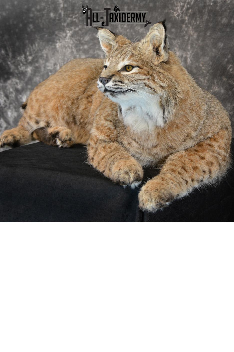 Bobcat Taxidermy Mount life size SKU 1410