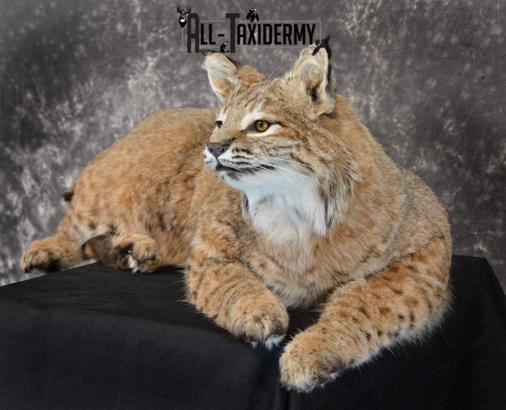 Bobcat Taxidermy Mount life size SKU 1410 - Image 5