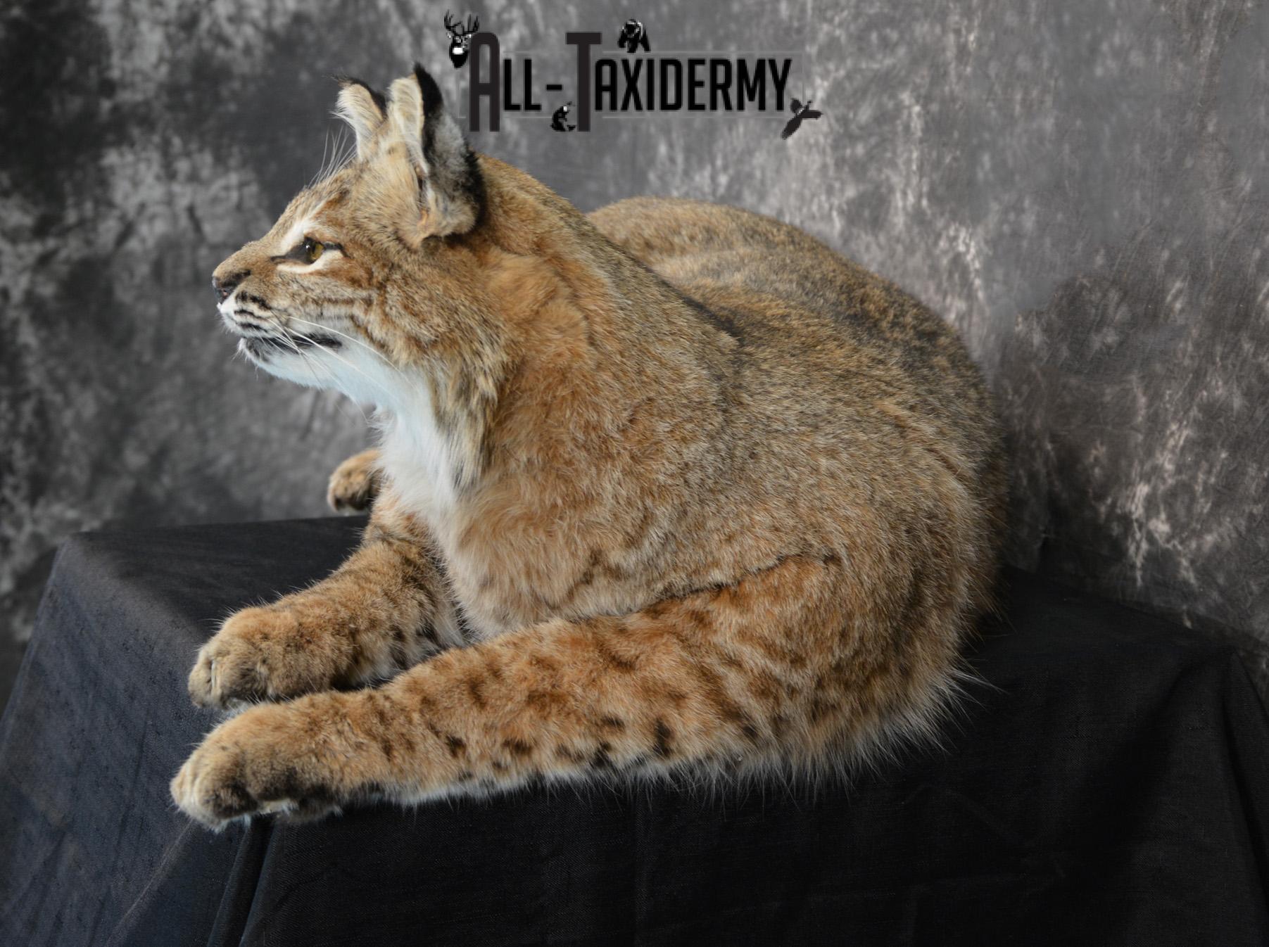Bobcat Taxidermy Mount life size SKU 1410 - Image 4