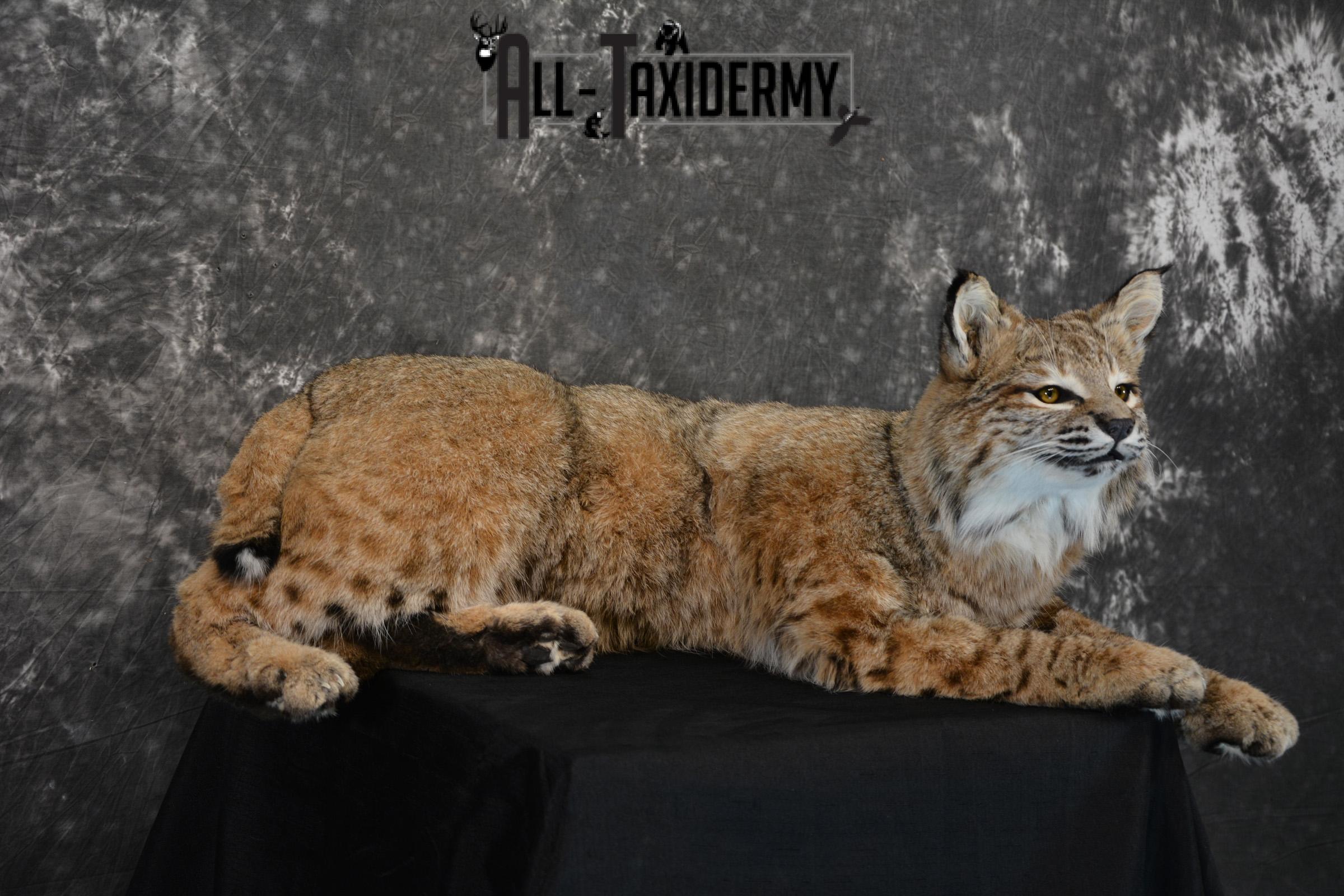 Bobcat Taxidermy Mount life size SKU 1410 - Image 3