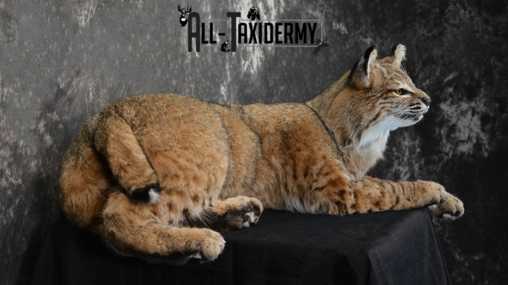 Bobcat Taxidermy Mount life size SKU 1410 - Image 2