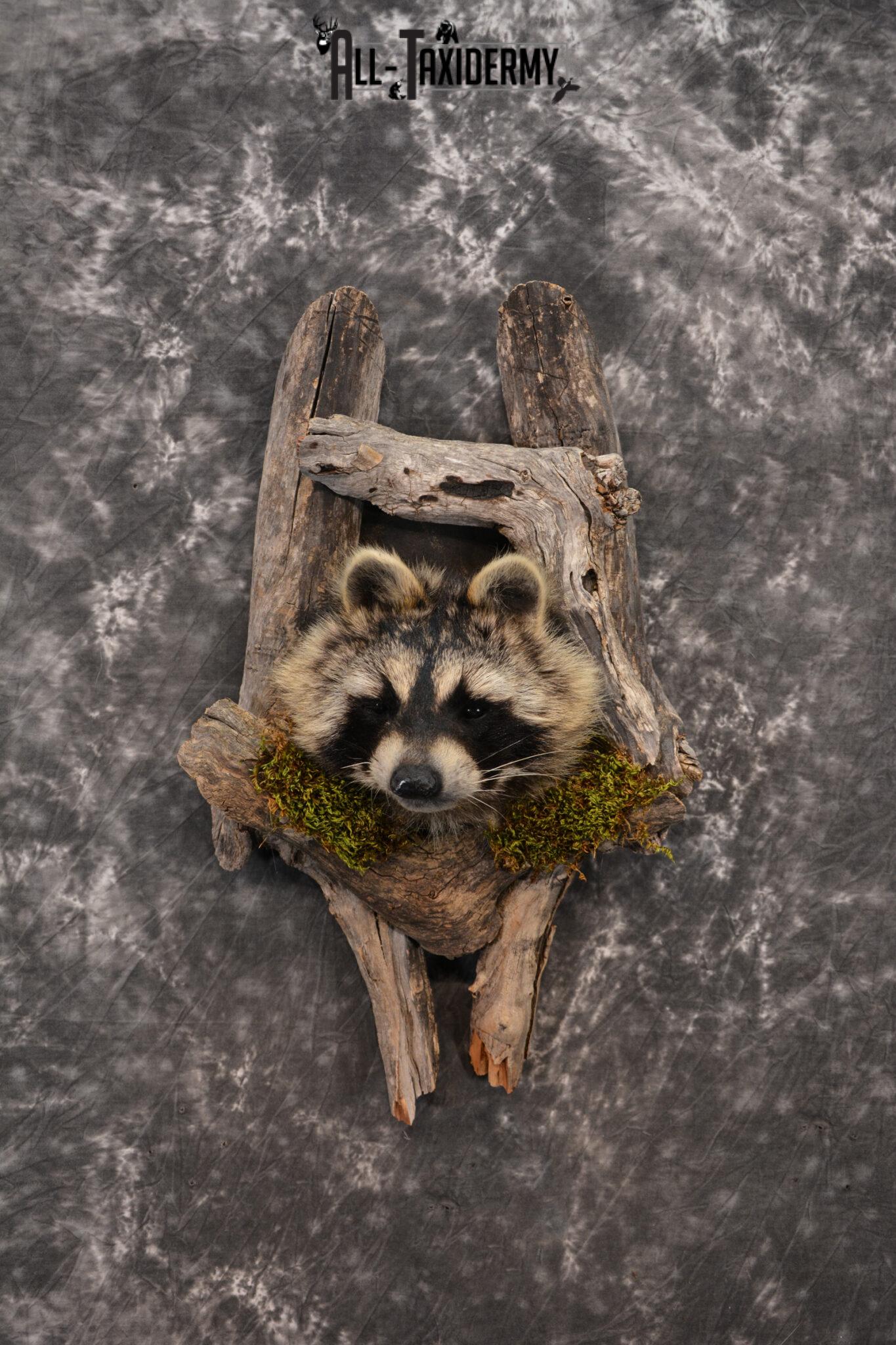 Raccoon Taxidermy mount in a den SKU 1414 - All Taxidermy
