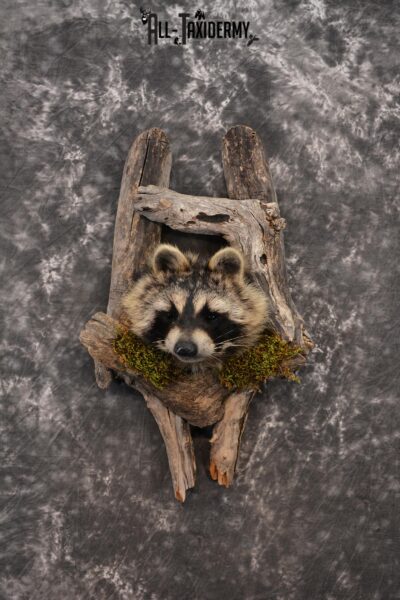Raccoon Taxidermy mount in a den SKU 1414