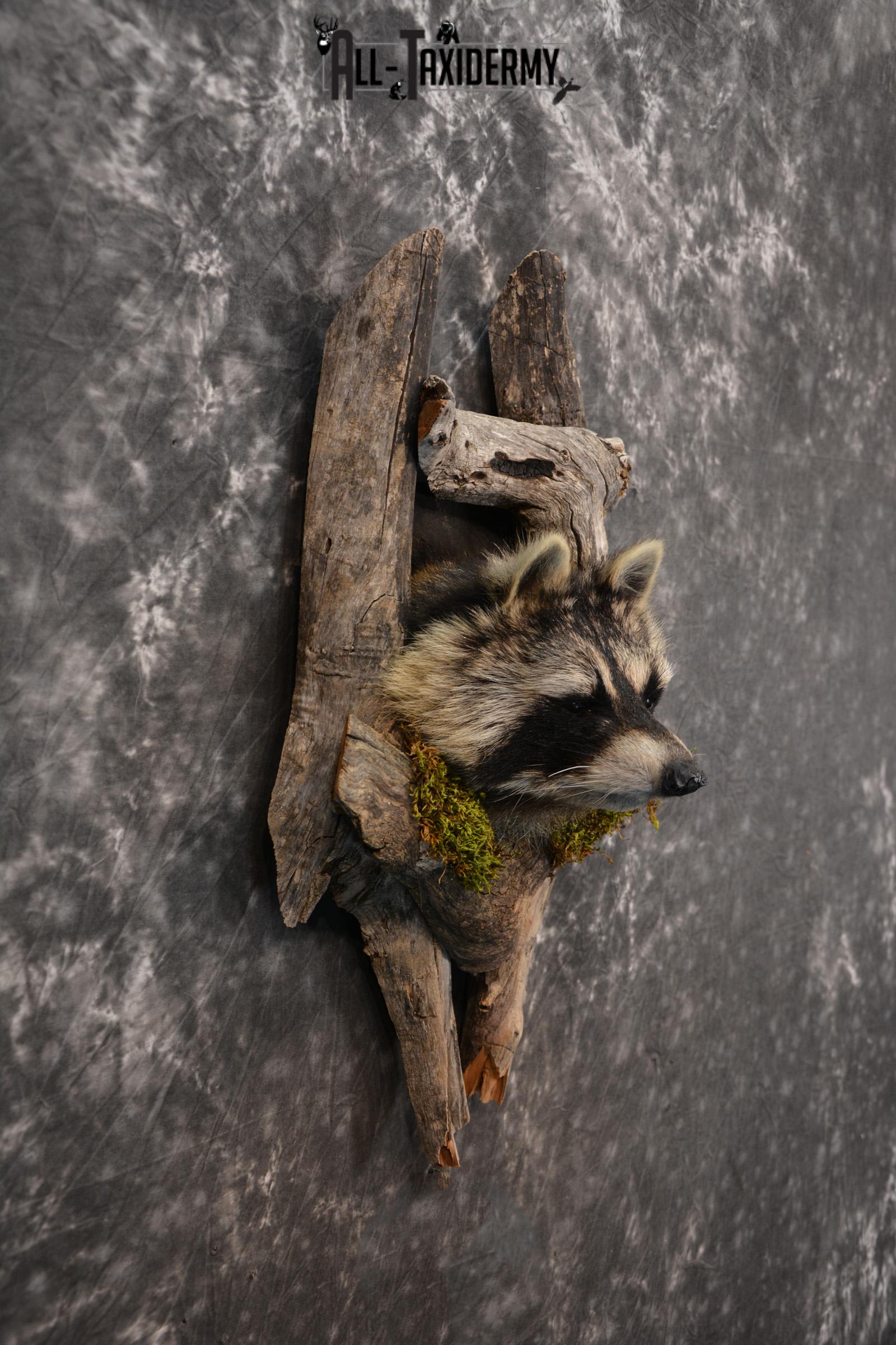 Raccoon Taxidermy mount in a den SKU 1414 - Image 4