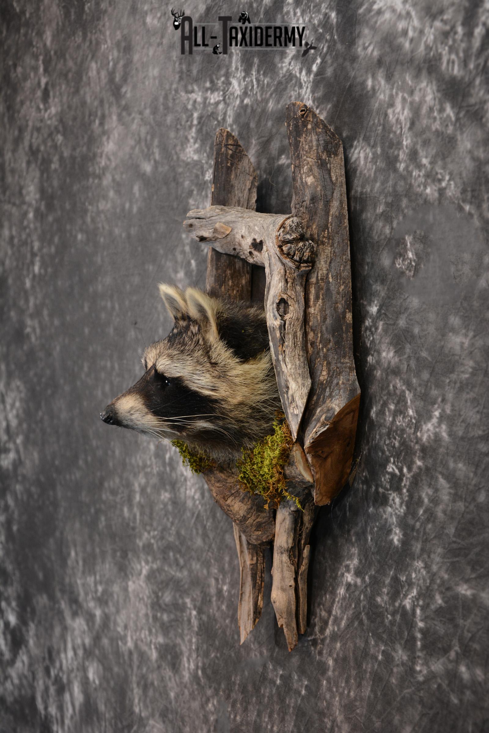 Raccoon Taxidermy mount in a den SKU 1414 - Image 2