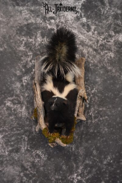 Skunk Taxidermy