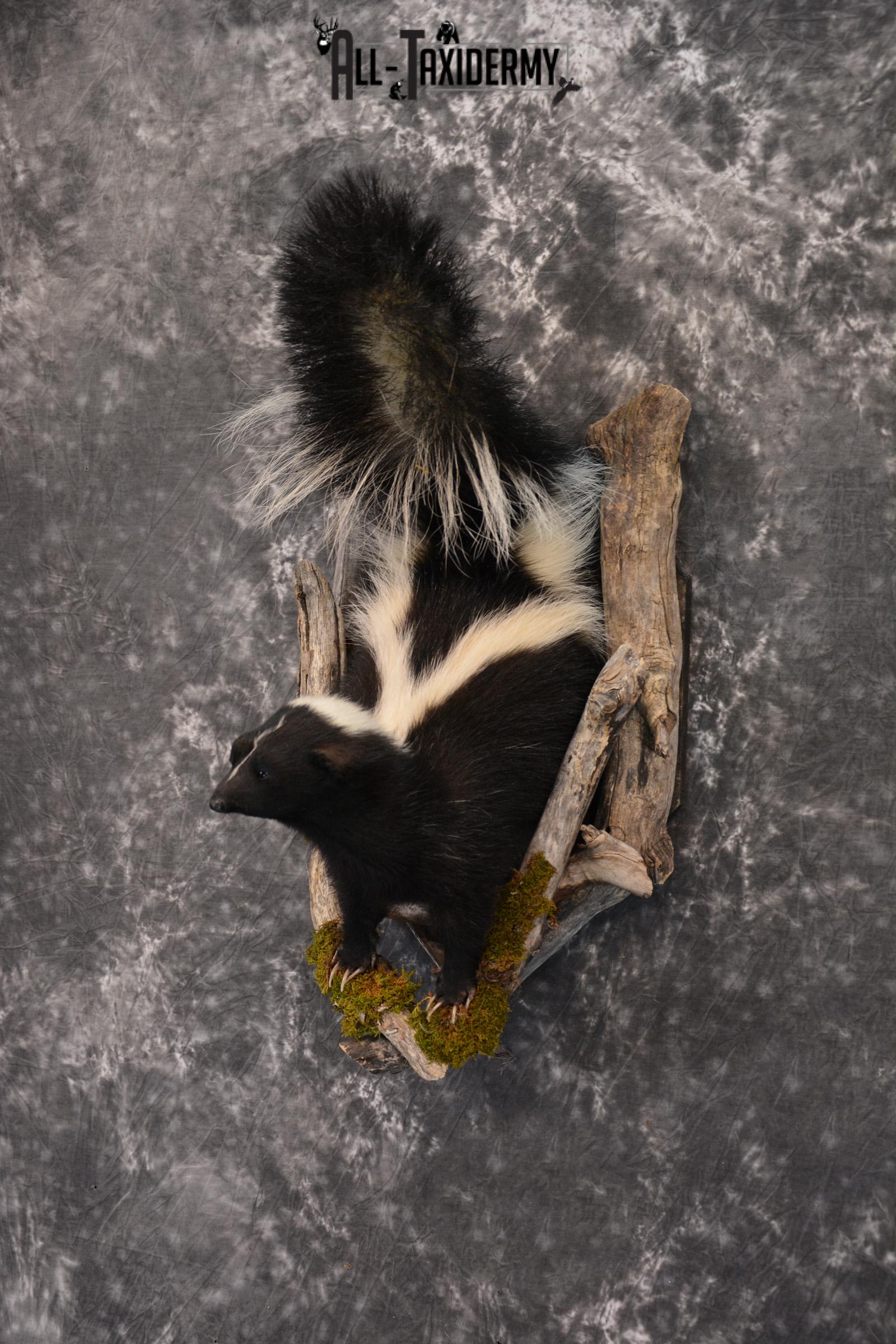 Skunk taxidermy mount in a den SKU 1415 - Image 5