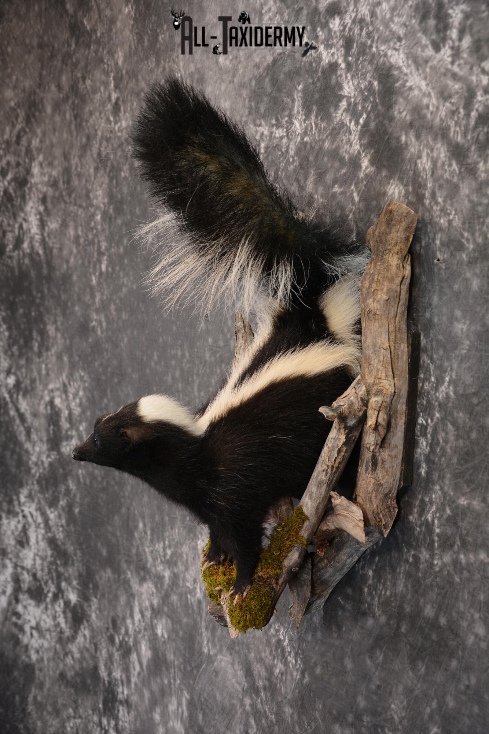 Skunk taxidermy mount in a den SKU 1415 - Image 4