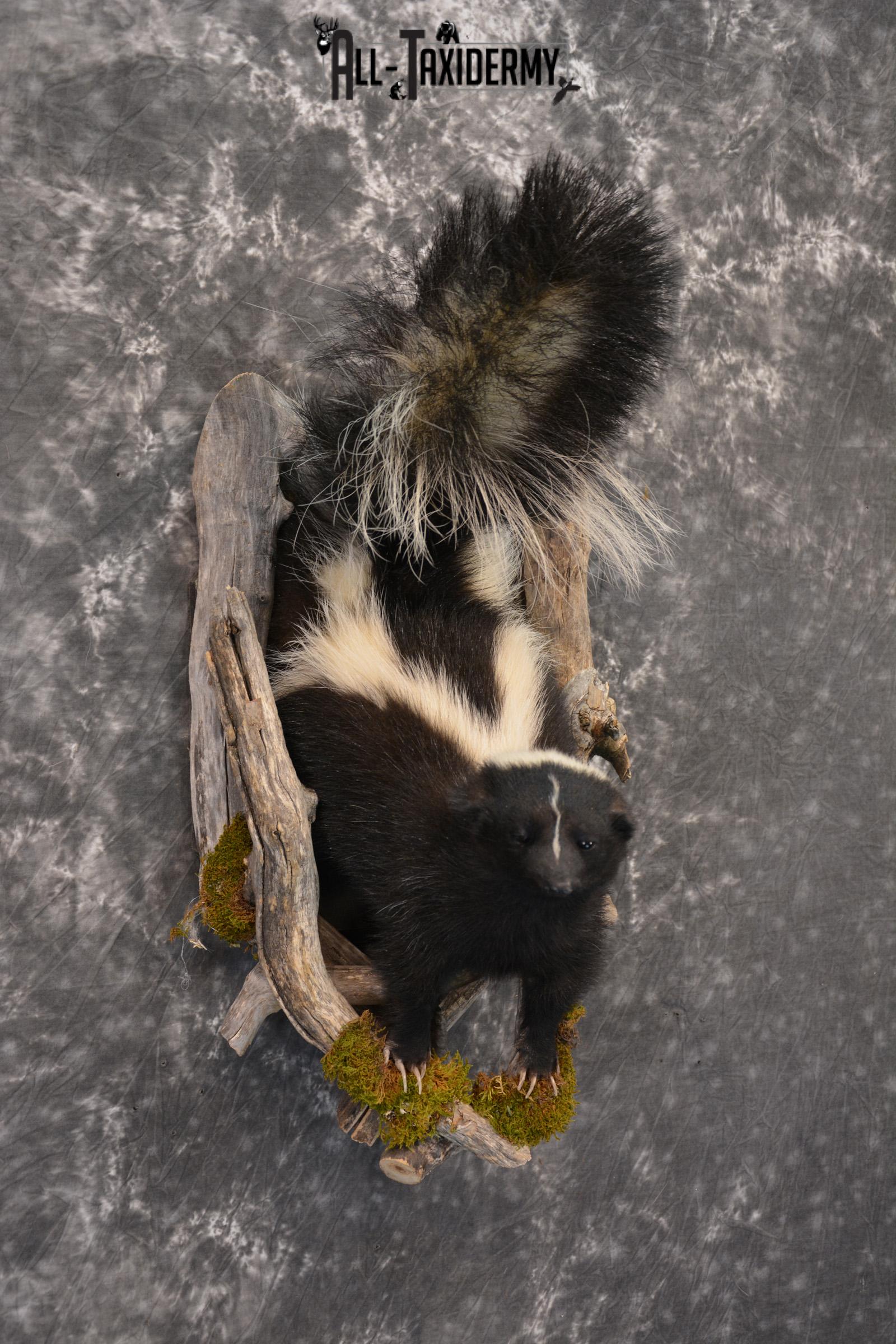 Striped Skunk