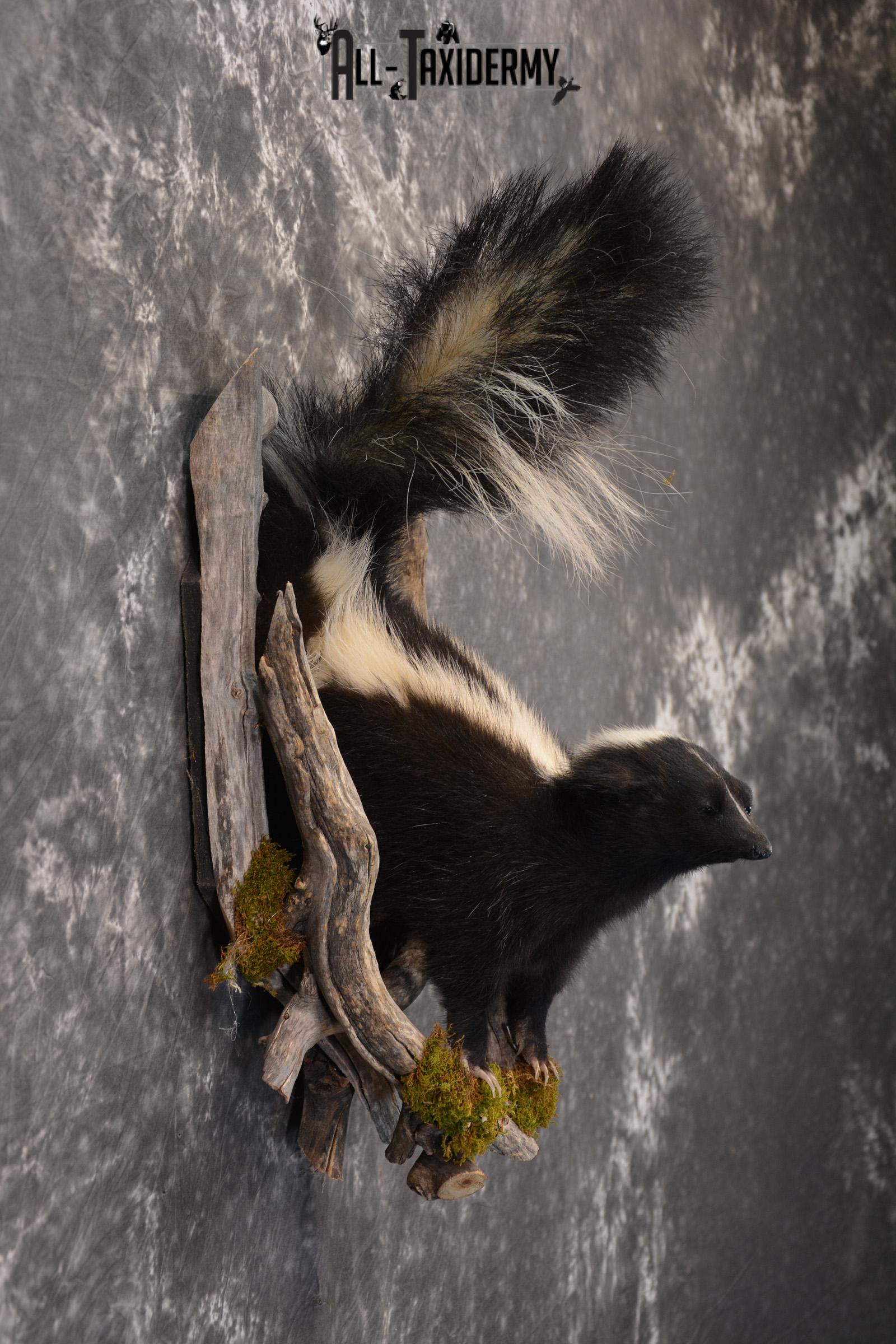 Skunk taxidermy mount in a den SKU 1415 - Image 2