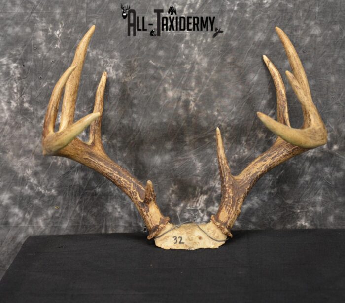 Whitetail deer antler skull cap 10 Point buck SKU 1417