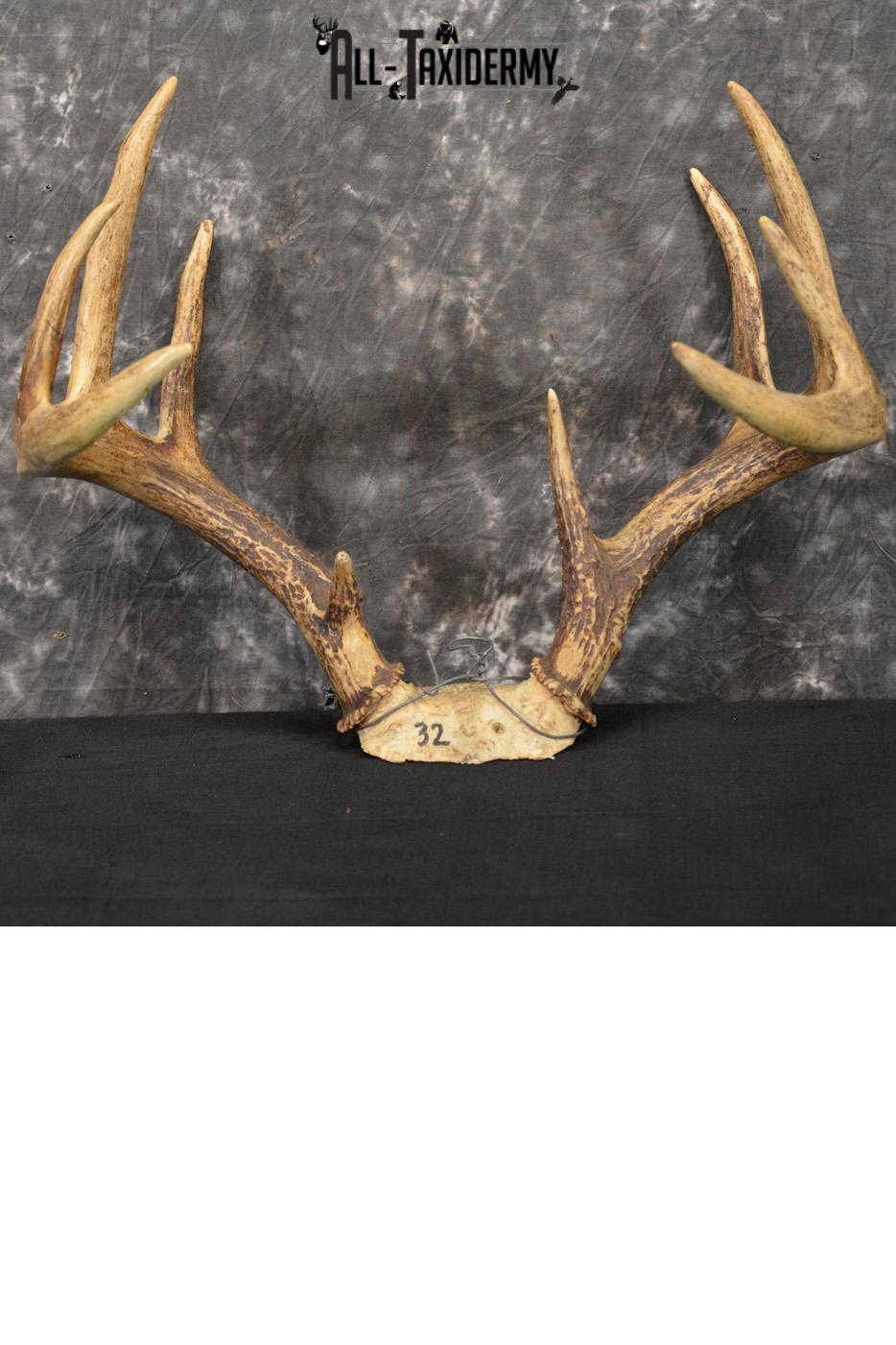 Whitetail deer antler skull cap 10 Point buck SKU 1417