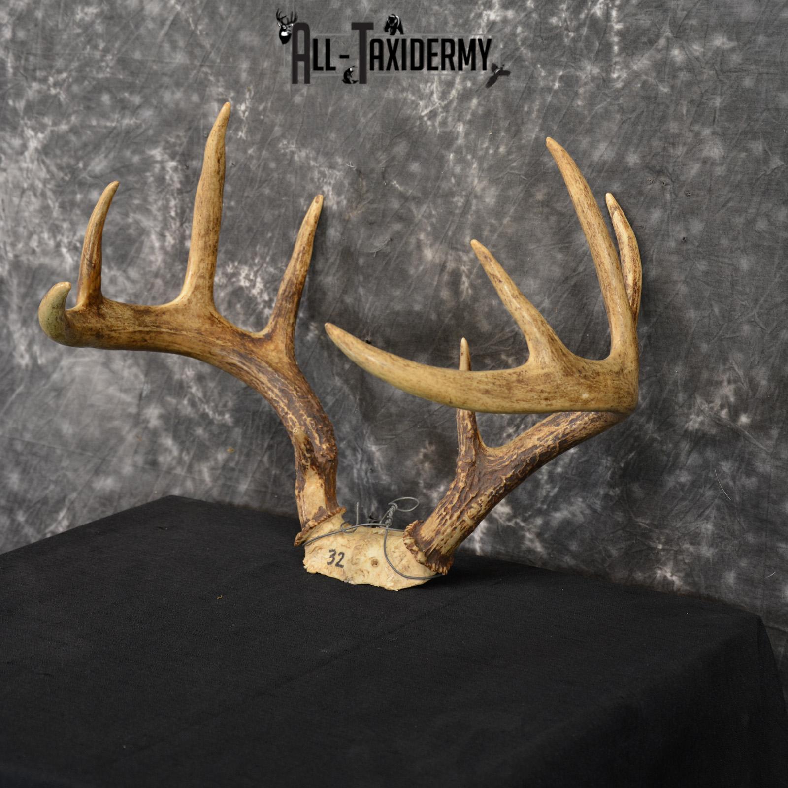 Whitetail deer antler skull cap 10 Point buck SKU 1417 - Image 3
