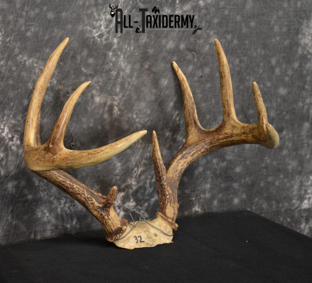 Whitetail deer antler skull cap 10 Point buck SKU 1417 All Taxidermy