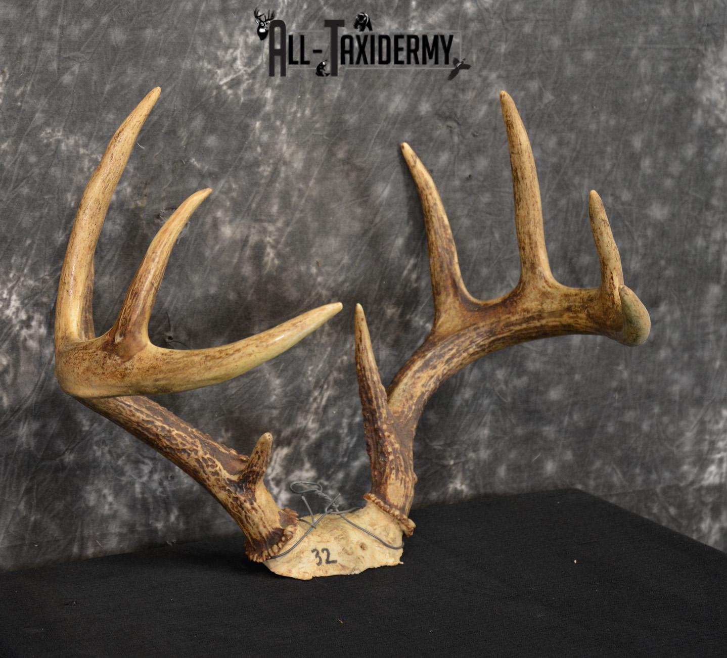 Whitetail deer antler skull cap 10 Point buck SKU 1417 - Image 2