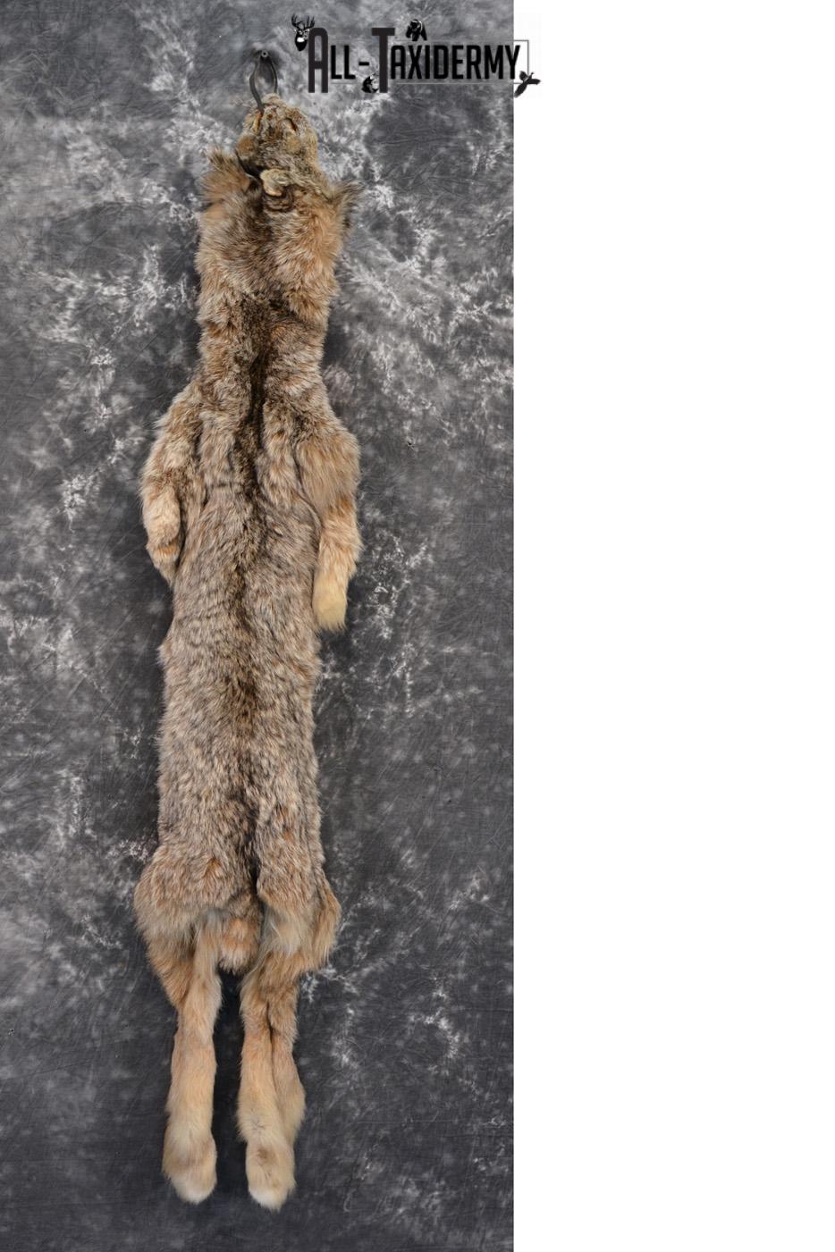 Lynx Taxidermy skin pelt for sale SKU 1422
