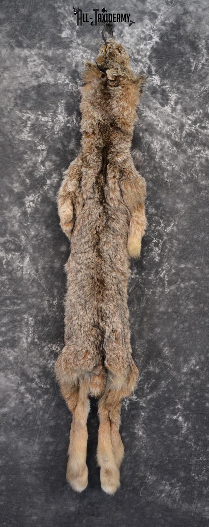 Lynx Taxidermy skin pelt for sale SKU 1422 - Image 4