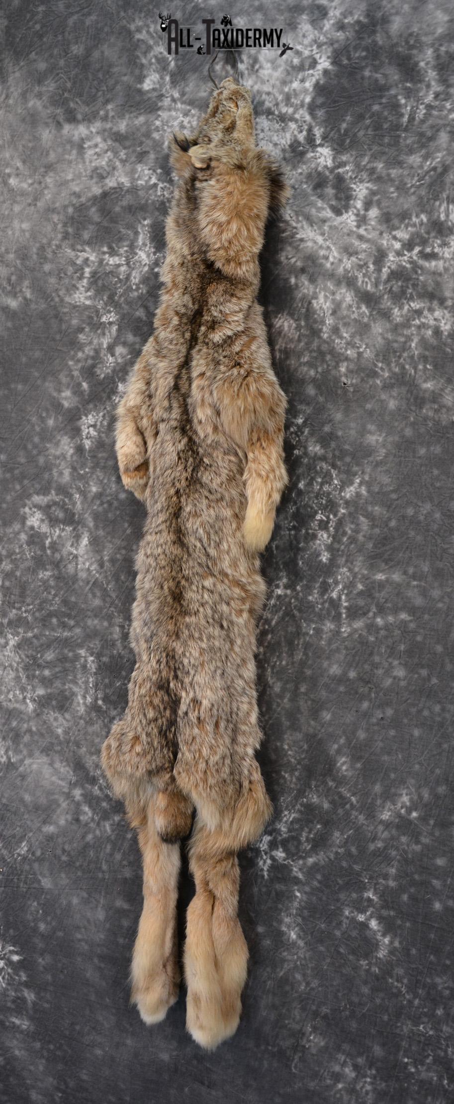 Lynx Taxidermy skin pelt for sale SKU 1422 - Image 3