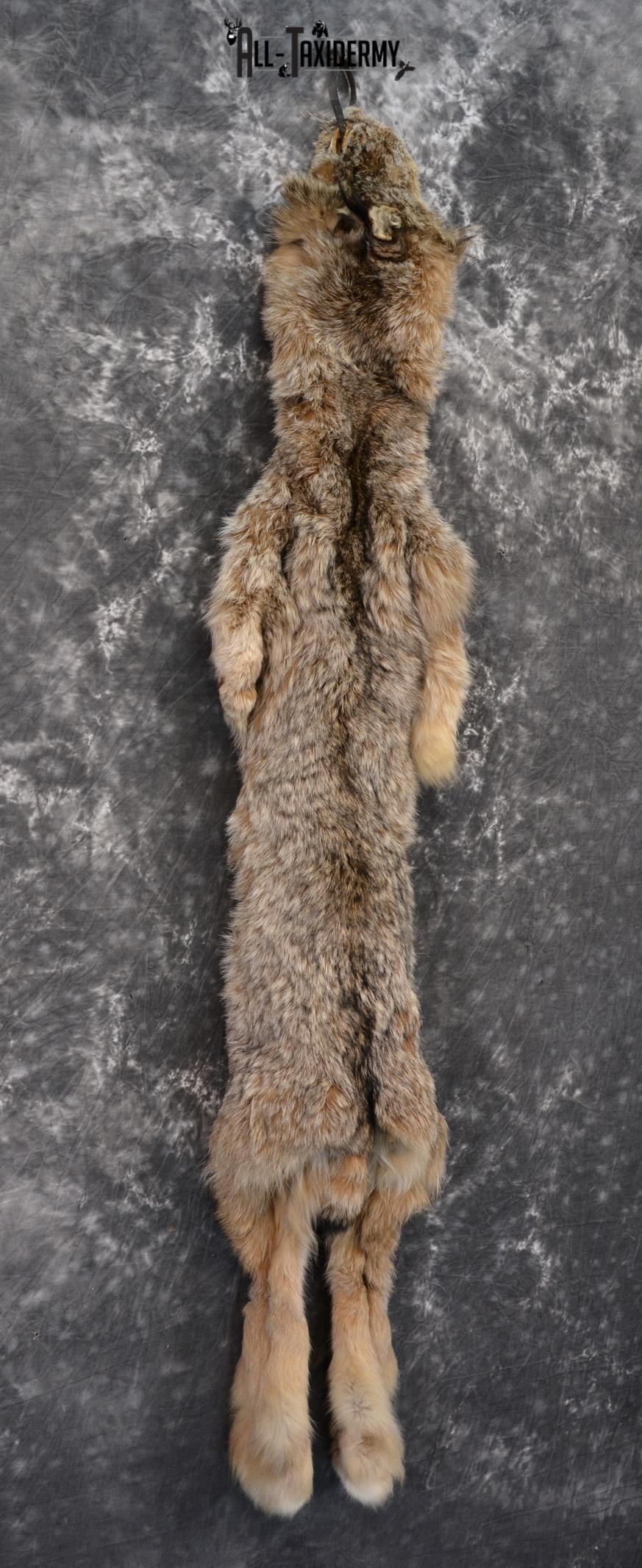 Lynx Taxidermy skin pelt for sale SKU 1422 - Image 2