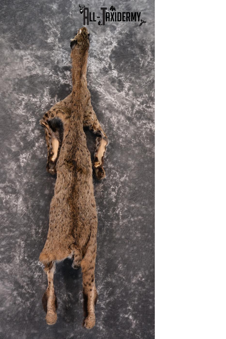 Bobcat Hide Pelt for sale SKU 1424