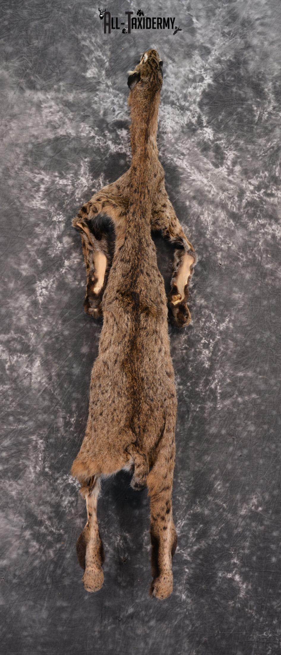 Bobcat Hide Pelt for sale SKU 1424 - Image 4