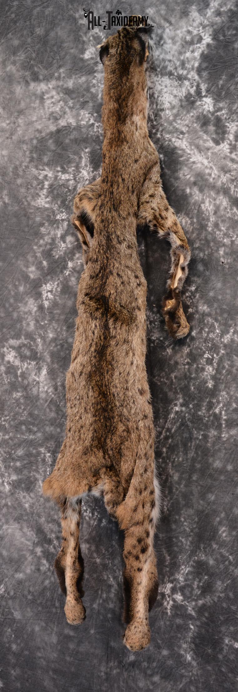 Bobcat Hide Pelt for sale SKU 1424 - Image 3