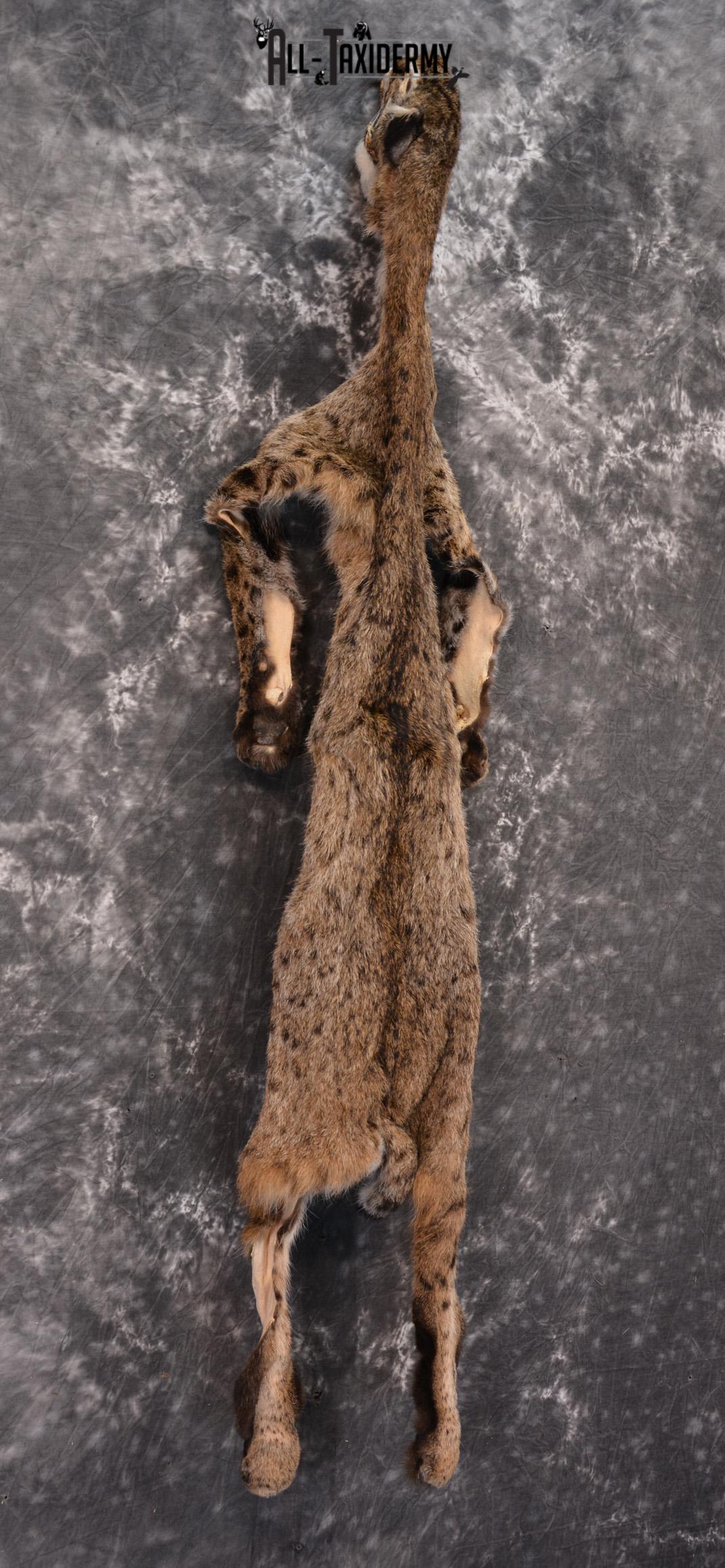 Bobcat Hide Pelt For Sale SKU All Taxidermy