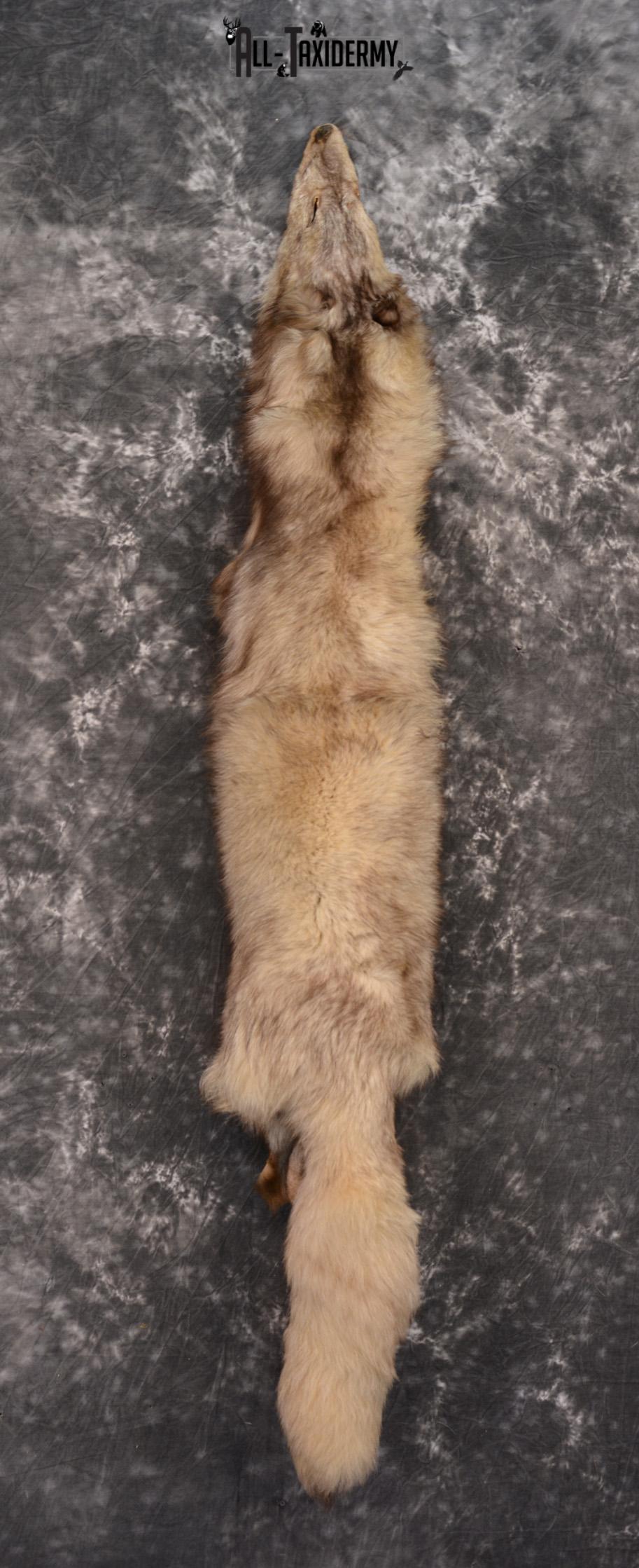 Marble Fox Hide Pelt for Sale SKU 1425 - Image 4