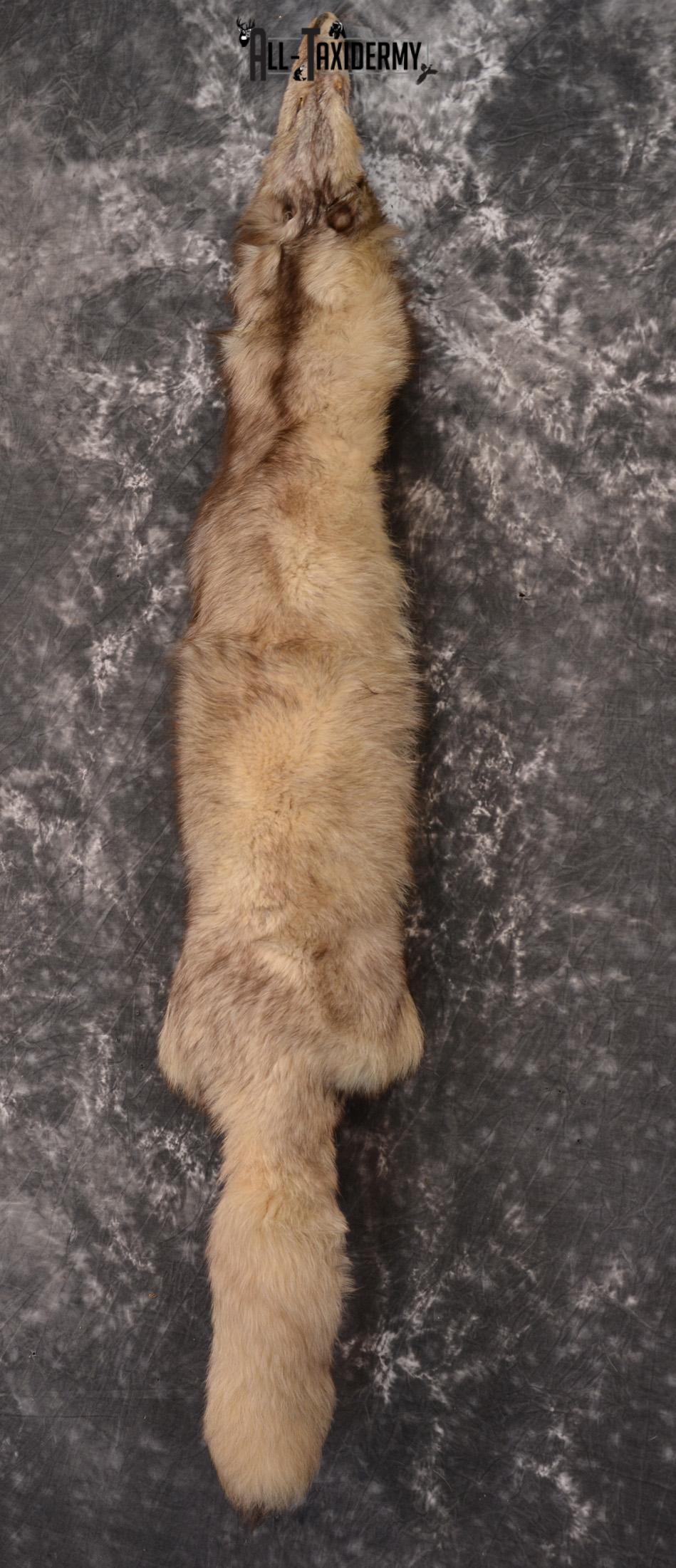 Marble Fox Hide Pelt for Sale SKU 1425 - Image 3
