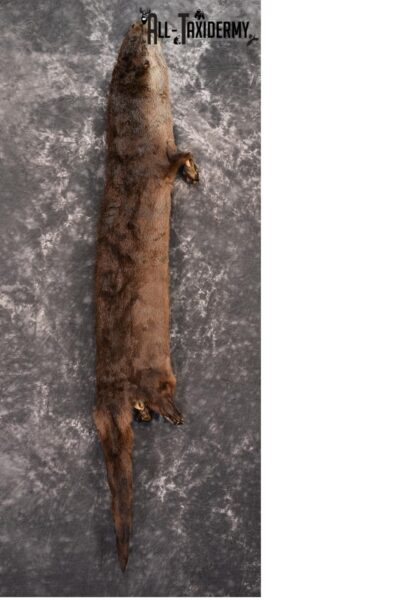 Otter hide pelt for sale SKU 1426
