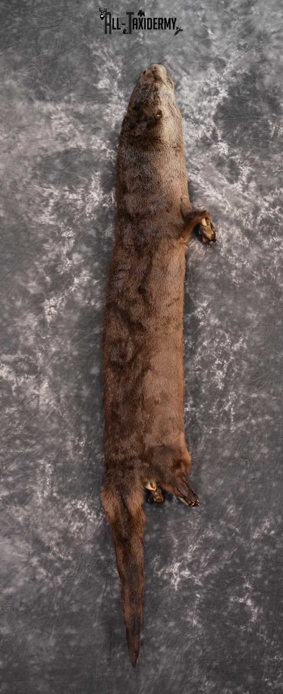 Otter hide pelt for sale SKU 1426 - Image 4