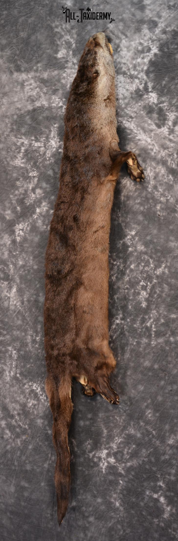 Otter hide pelt for sale SKU 1426 - Image 3