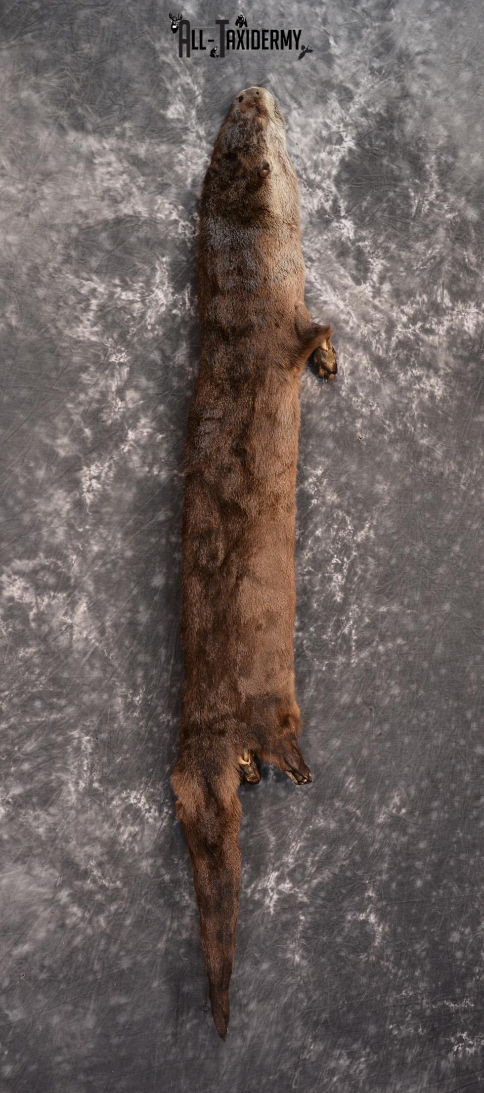 Otter hide pelt for sale SKU 1426 - Image 2