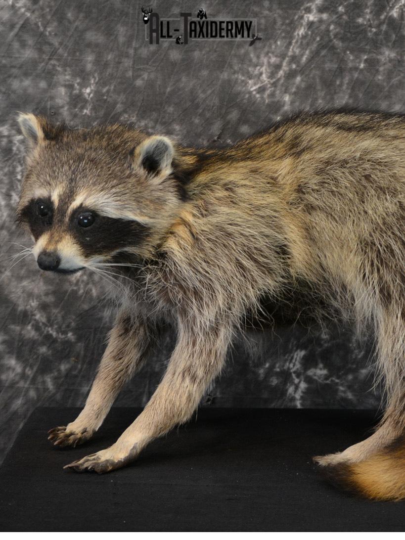 Raccoon Taxidermy Mount SKU 1403