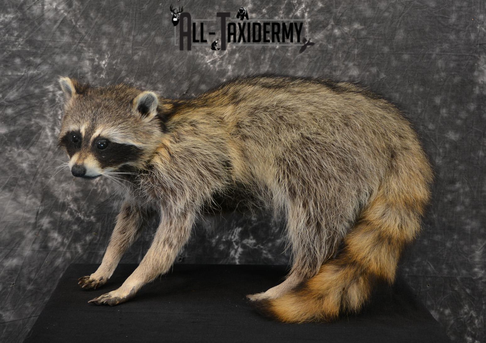 Raccoon Taxidermy Mount SKU 1403 - Image 3