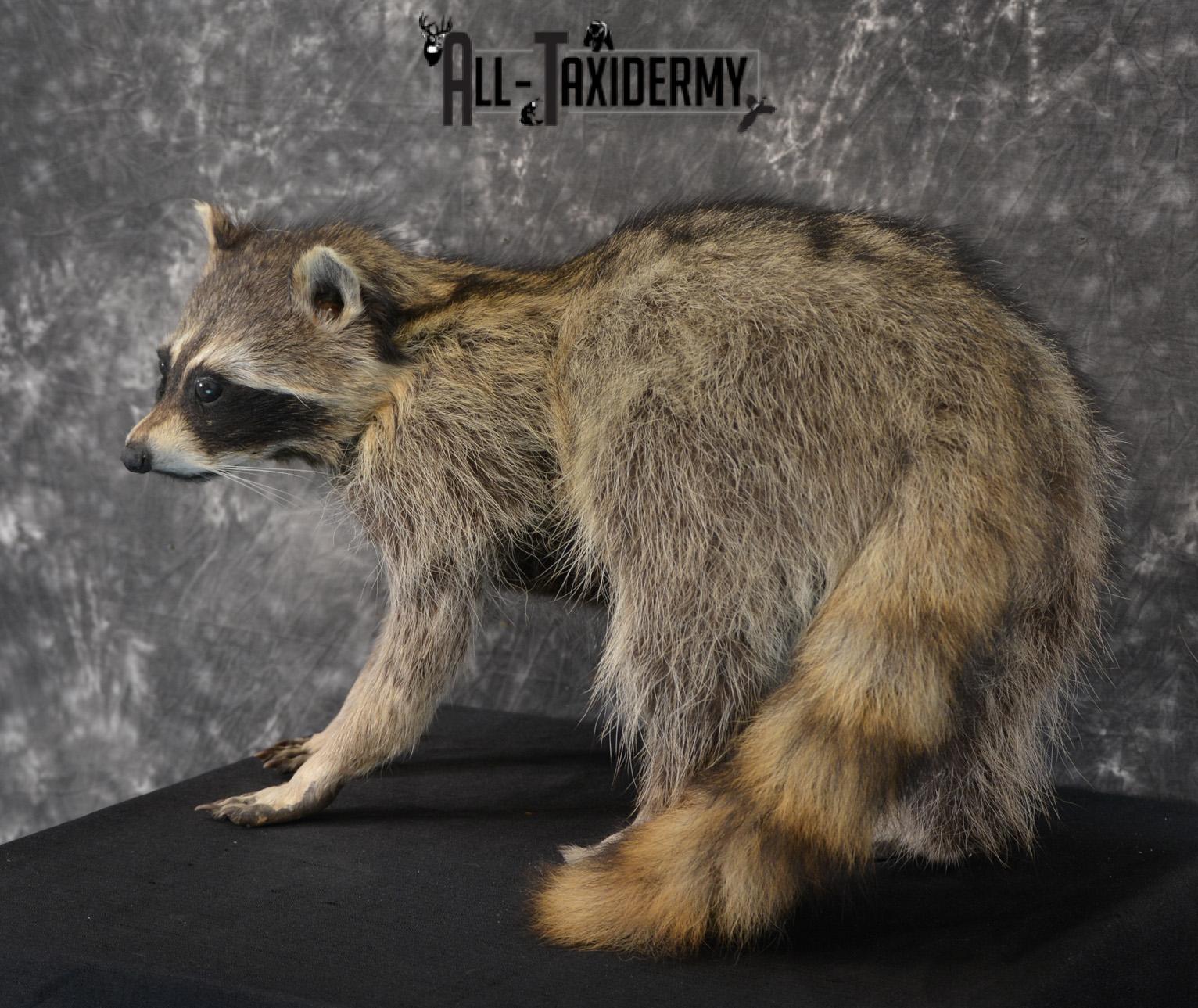 Raccoon Taxidermy Mount SKU 1403 - Image 2