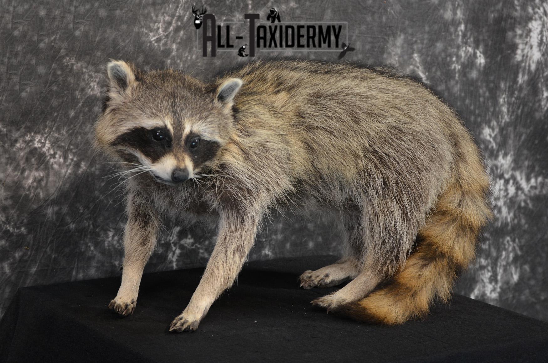 Raccoon Taxidermy Mount SKU 1403 - Image 4