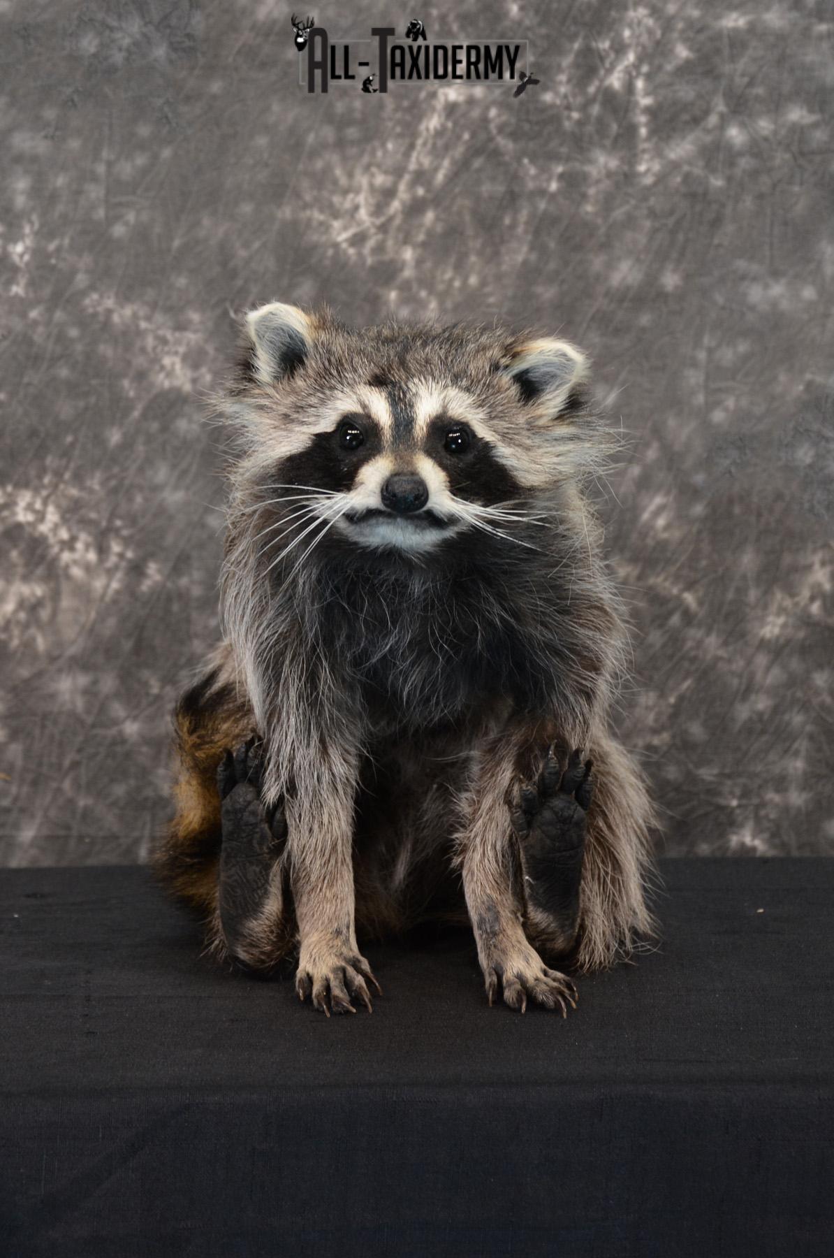Raccoon Taxidermy Mount SKU 1402